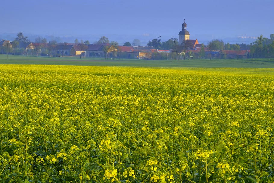 Rapeseed, Field, Agriculture, City, village, buildings, church, HD wallpaper