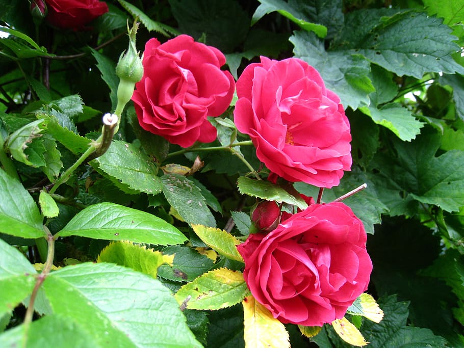 roses, red, leaf, green, summer, garden, nature, rose - Flower HD wallpaper