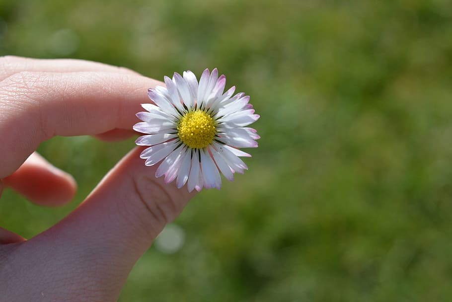 daisy, blossom, bloom, spring, hand, keep, nature, human Hand HD wallpaper