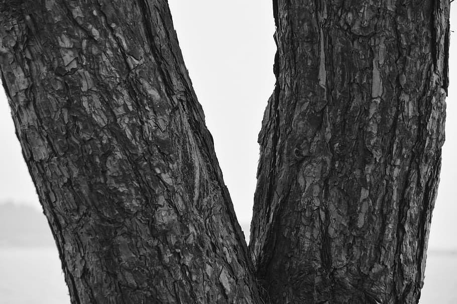 Tree Trunk, Nature, Wood, Bark, black And White, forest, outdoors HD wallpaper