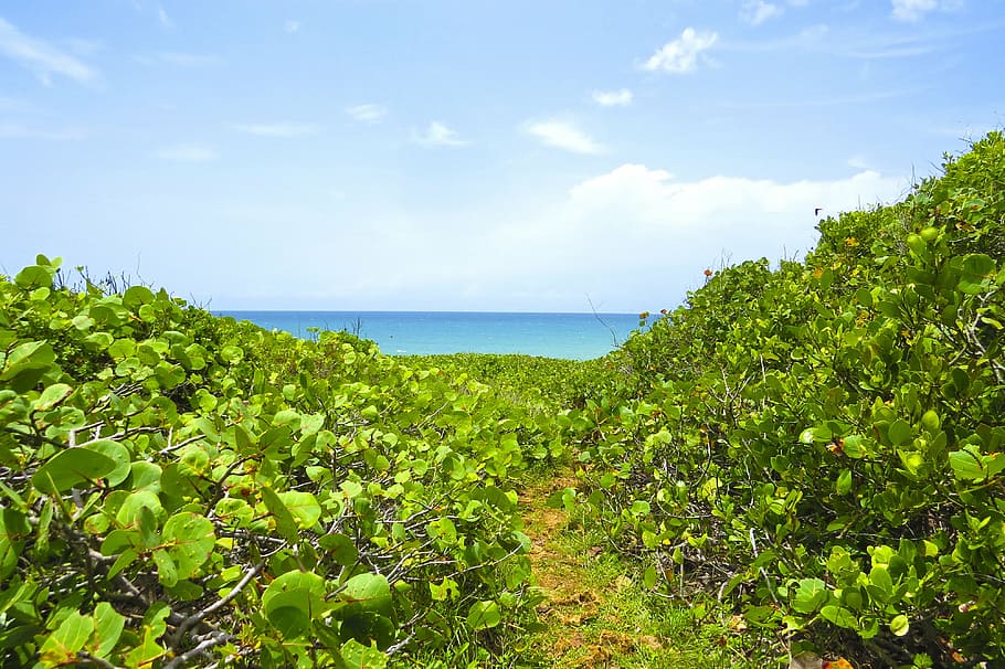 beach, tropical, coast, nature, summer, leaf, blue, sky, sea HD wallpaper