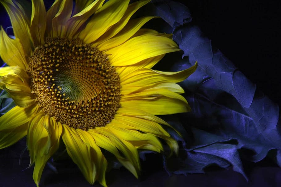 sunflower, shadow, yellow, flowering plant, fragility, vulnerability HD wallpaper