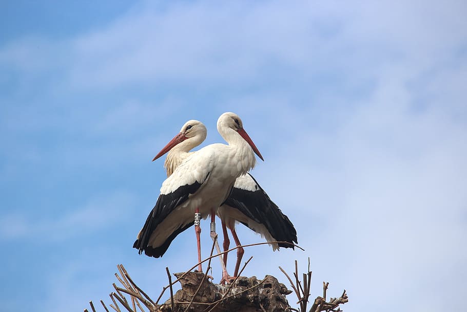 two white-and-black birds perched on brown surface, Stork, Animal