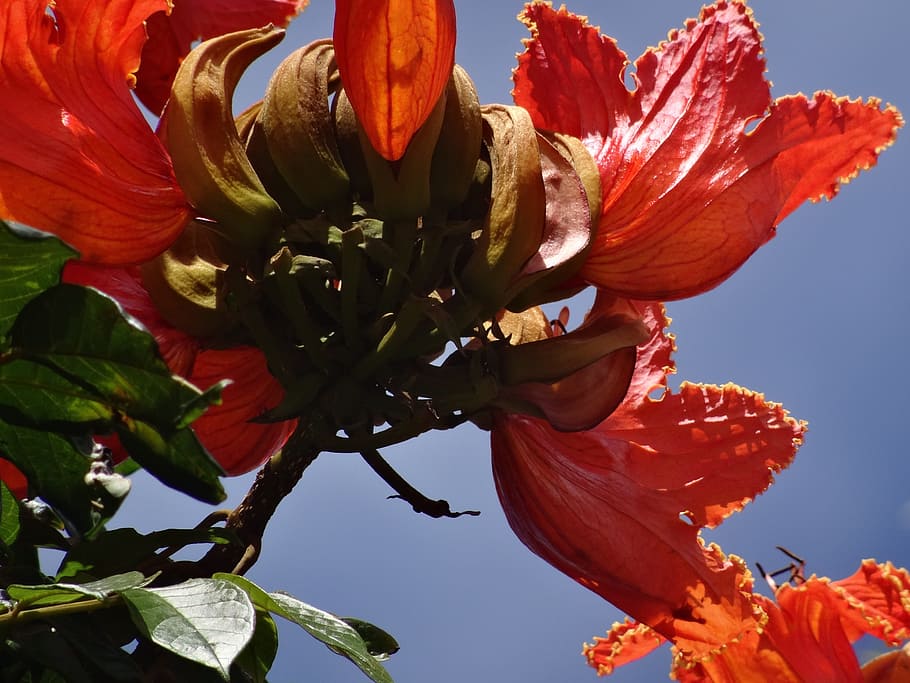 flamboyant, blossom, bloom, red, close, exotic, molokai, hawaii, HD wallpaper