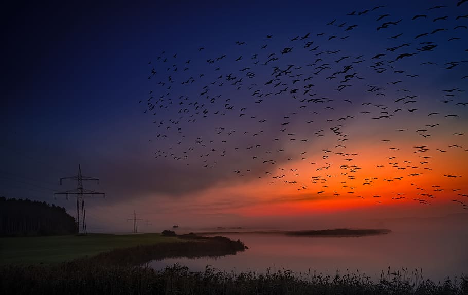 flock of black birds at sunset, sunrise, desktop background HD wallpaper