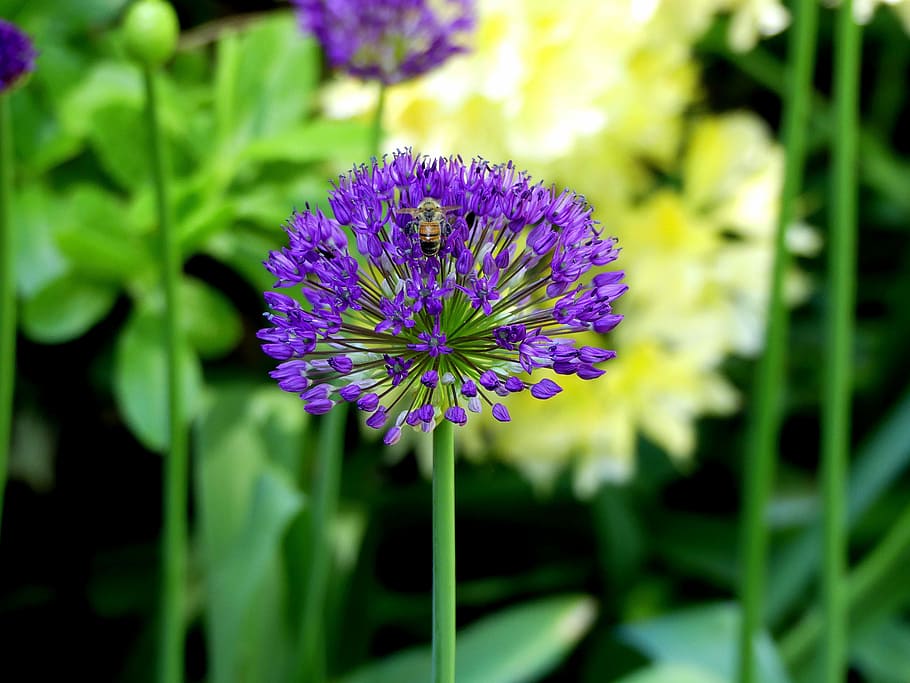 spring flower, purple, violet, nature, small flowers, flowering plant HD wallpaper