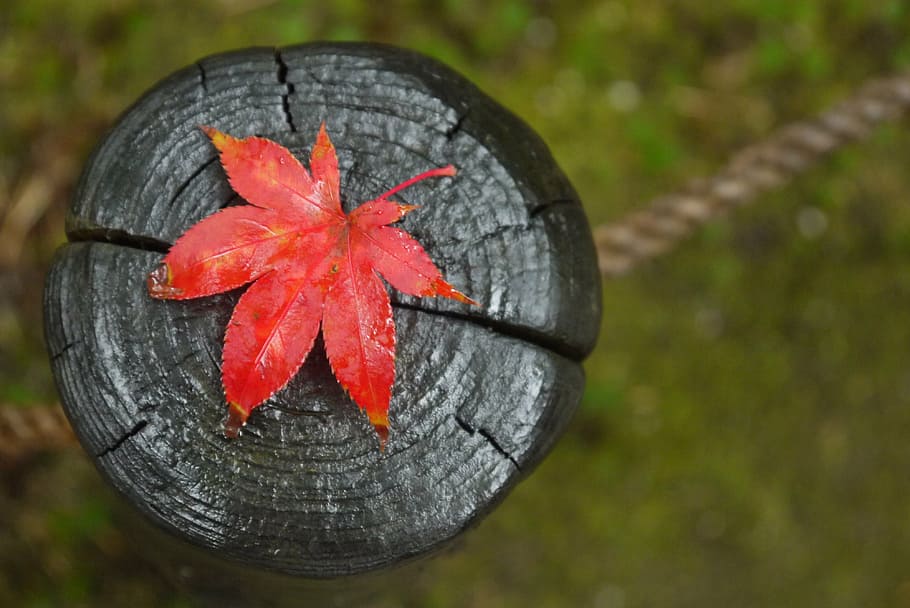 red leaf on black wooden surface, maple, fall, autumn leaves HD wallpaper
