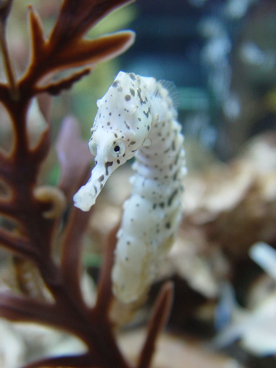 closeup photo of white seahorse, biology, fish, underwater, reef, HD wallpaper
