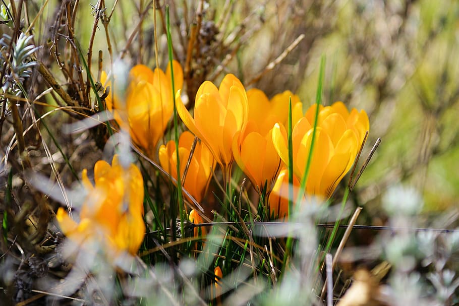crocus, flower, bühen, spring flower, blossom, bloom, nature HD wallpaper
