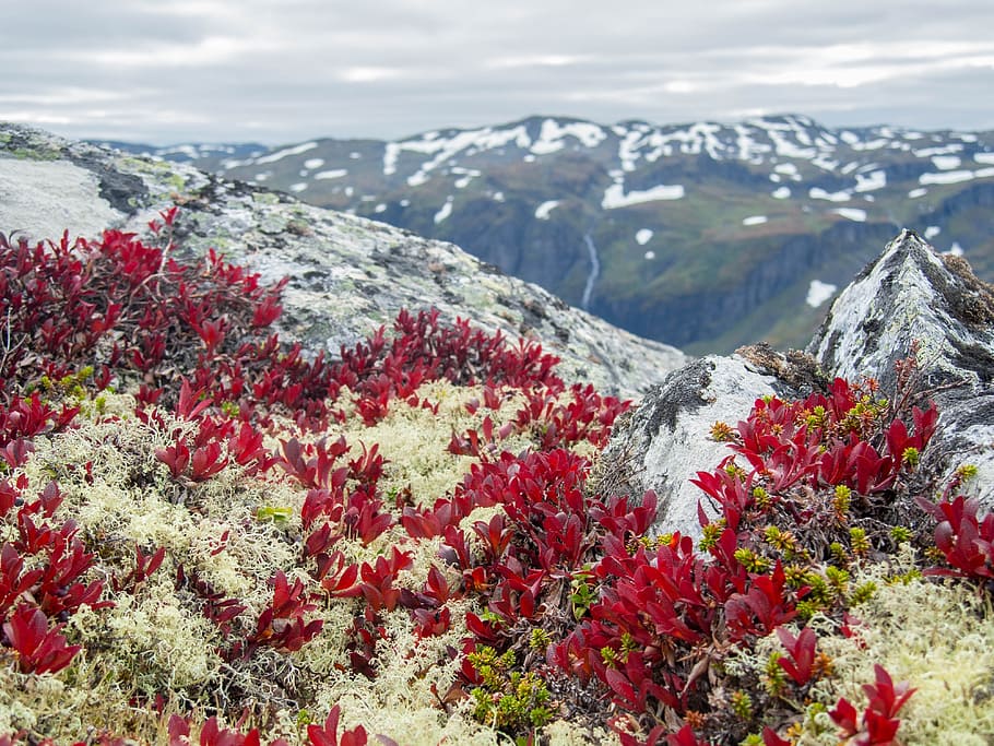Mountain, View, Alpine, Nature, Panorama, hiking, mountain nature HD wallpaper