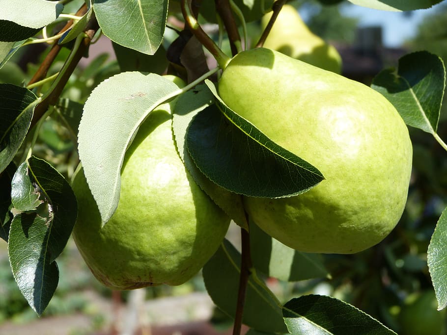 pear, fruit, fruit tree, organic, green, agriculture, fresh HD wallpaper