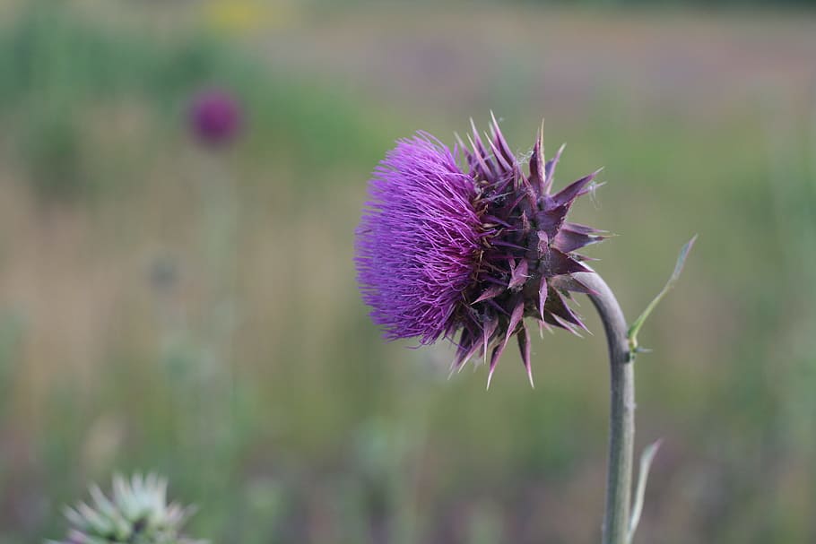 selective focus of purple flower, selective focus photography of purple thistle HD wallpaper