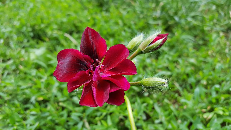 Geranium, Flower, Red, geranium flower, red geranium, pelargonium HD wallpaper