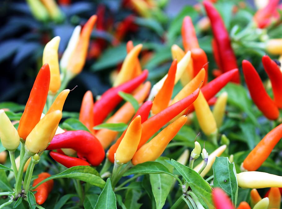 peppers, yellow, orange, red, food, vegetable, fresh, freshness HD wallpaper