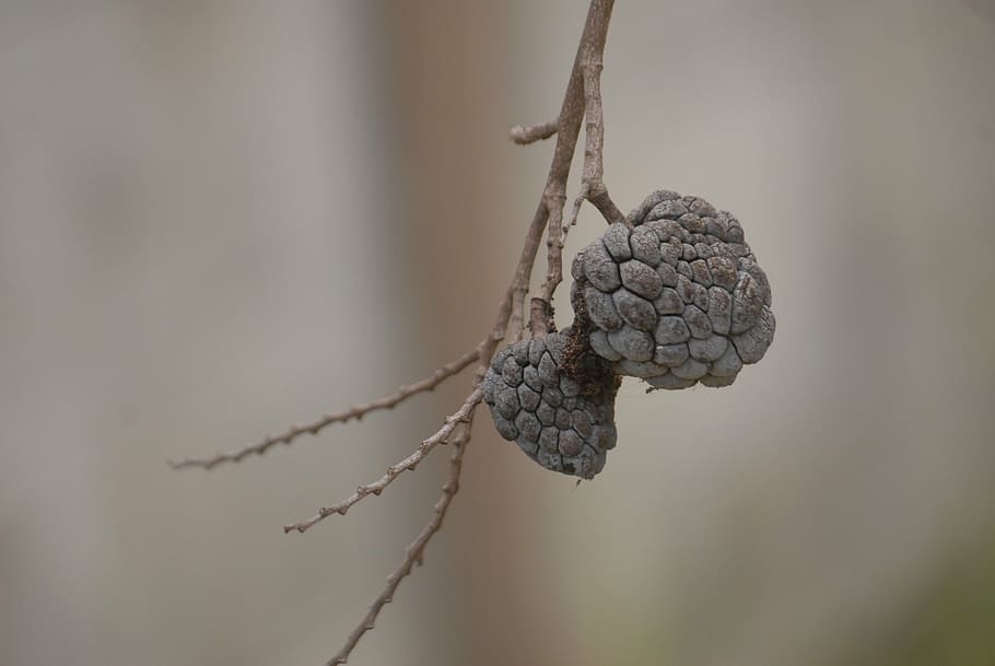 dried custard apple, background, green leaf, close-up, focus on foreground HD wallpaper
