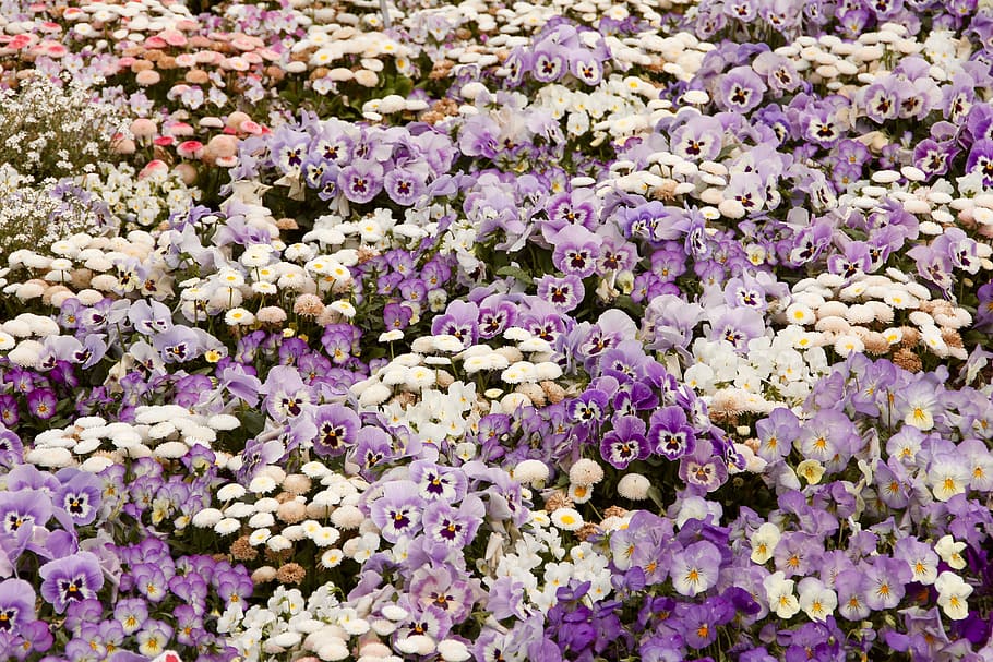 daisy, flowers, violet, flowering plant, full frame, beauty in nature HD wallpaper