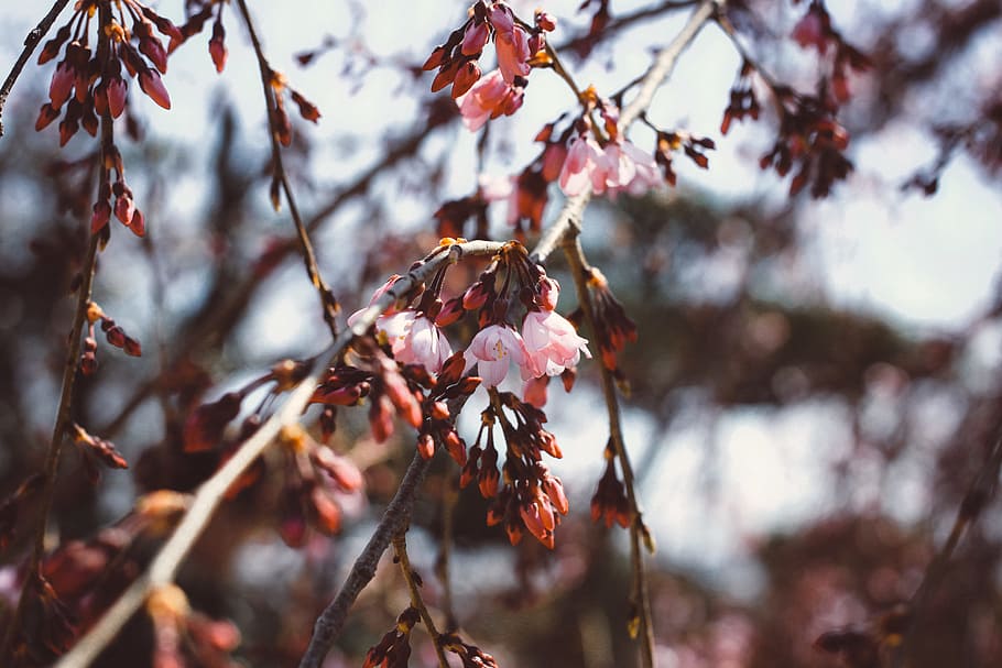 Flowers of Spring, nature, tree, branch, season, outdoors, springtime HD wallpaper