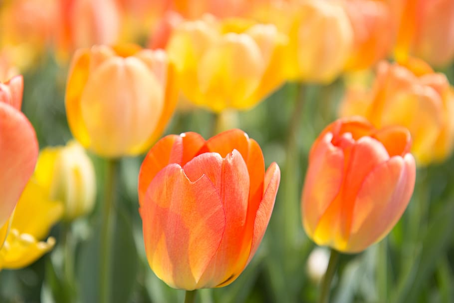 Spring, Flowers, Tulip, plant, nature, freshness, growth, beauty in nature HD wallpaper
