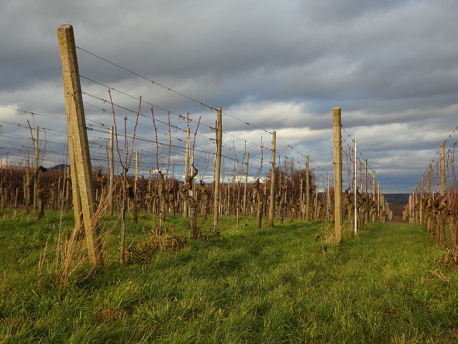 landscape, vines, winegrowing, wine region, vineyard, vines stock, HD wallpaper