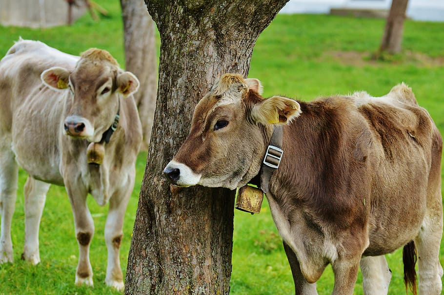 HD wallpaper: cow, allgäu, cows, cute, ruminant, dairy cattle, pasture,  animal | Wallpaper Flare