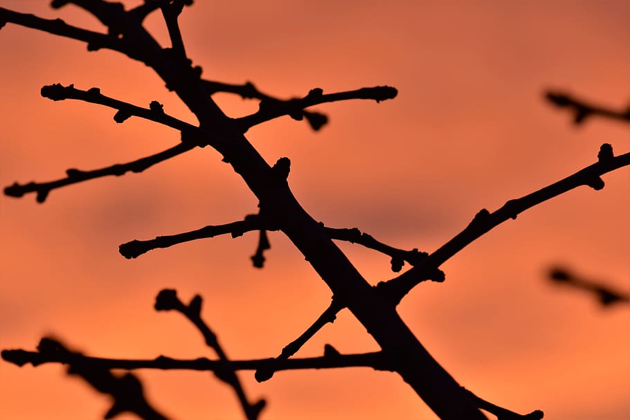 Branch, Back Light, Mood, Background, sun, nature, grasses HD wallpaper