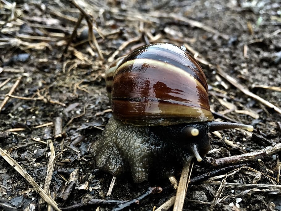 snail, slow, shell, nature, wet, slimy, garden, animal themes HD wallpaper