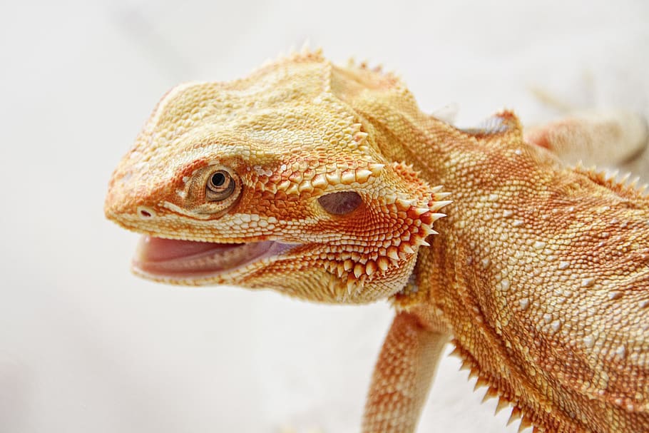 Lizard, Reptile, Insect, Eater, Animal, insect eater, iguana HD wallpaper