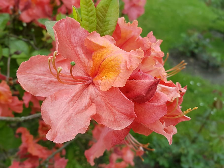 flowers, azalea, spring, shrubs, flowering plant, fragility HD wallpaper