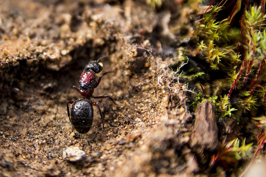 ants, earth, foam, invertebrate, animal themes, animals in the wild HD wallpaper