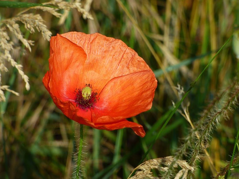 flower, poppy, red, fields, spring, nature, petals, flowering HD wallpaper