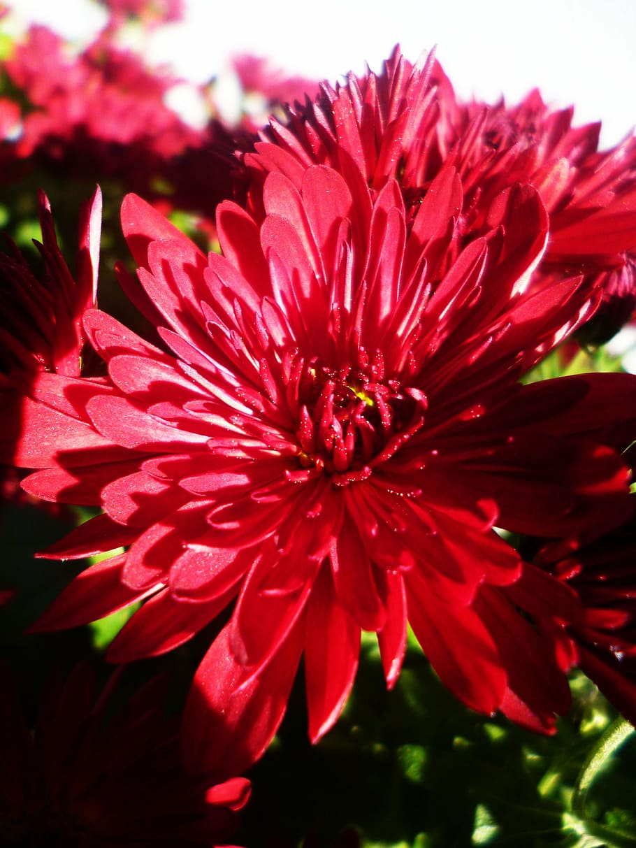 asters, flower, red, primule, flowering plant, fragility, vulnerability HD wallpaper