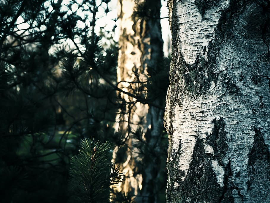 tree, birch, nature, forest, bark, tribe, log, structure, close HD wallpaper