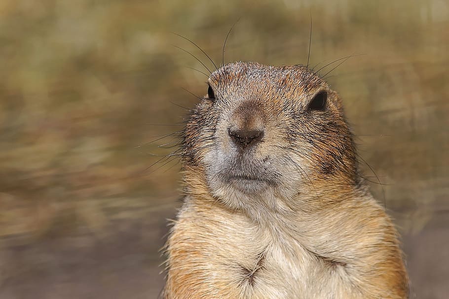selective focus photography of rabbit, prairie dog, gophers, croissant, HD wallpaper