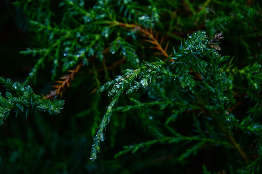 closeup of pine tree leaves, macro, photography, green, leaved HD wallpaper