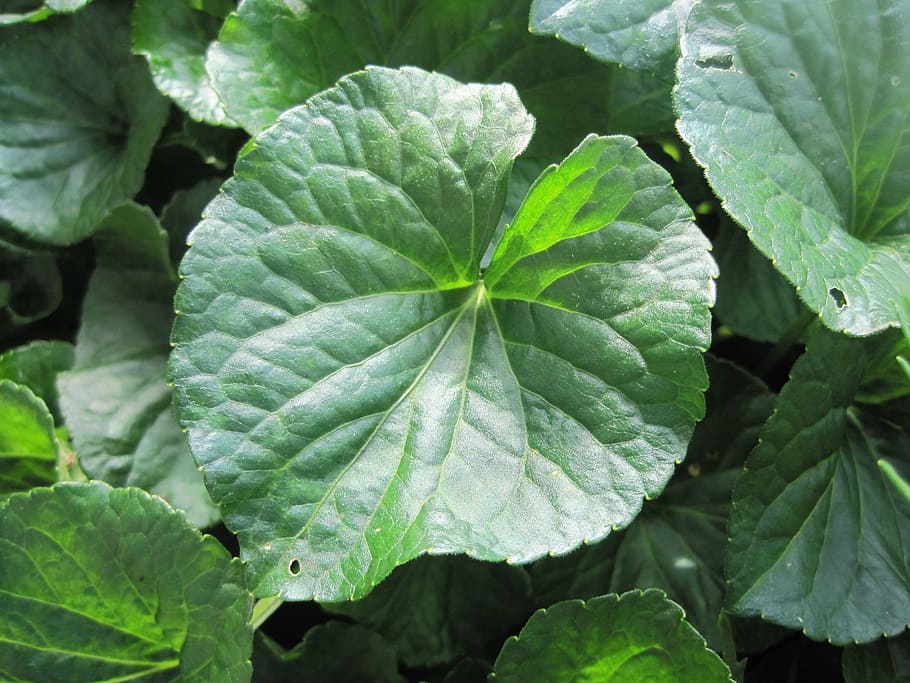 violet leaf, green, violets, veined, ground covering, nature HD wallpaper