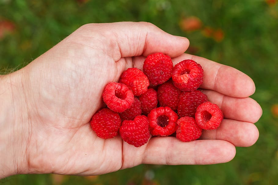 person holding bunch of raspberries, raspberry, vitamins, health