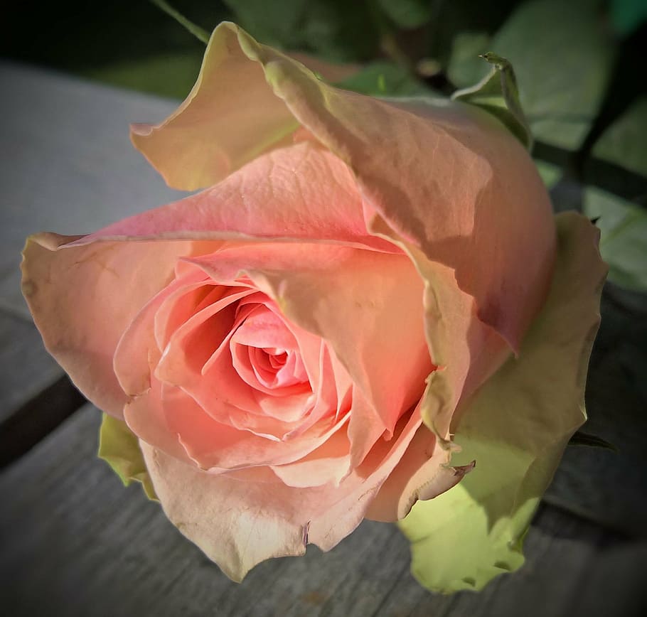pink rose in bloom close up photo, floribunda, single bloom, salmon, HD wallpaper
