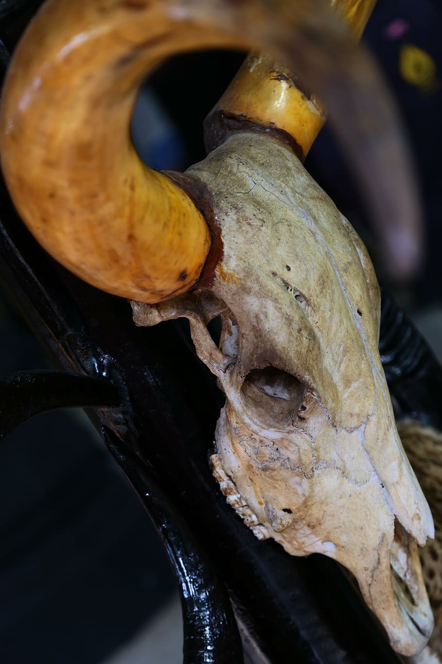 skull, buffalo, hunt, dead, animal, food, close-up, metal, no people HD wallpaper