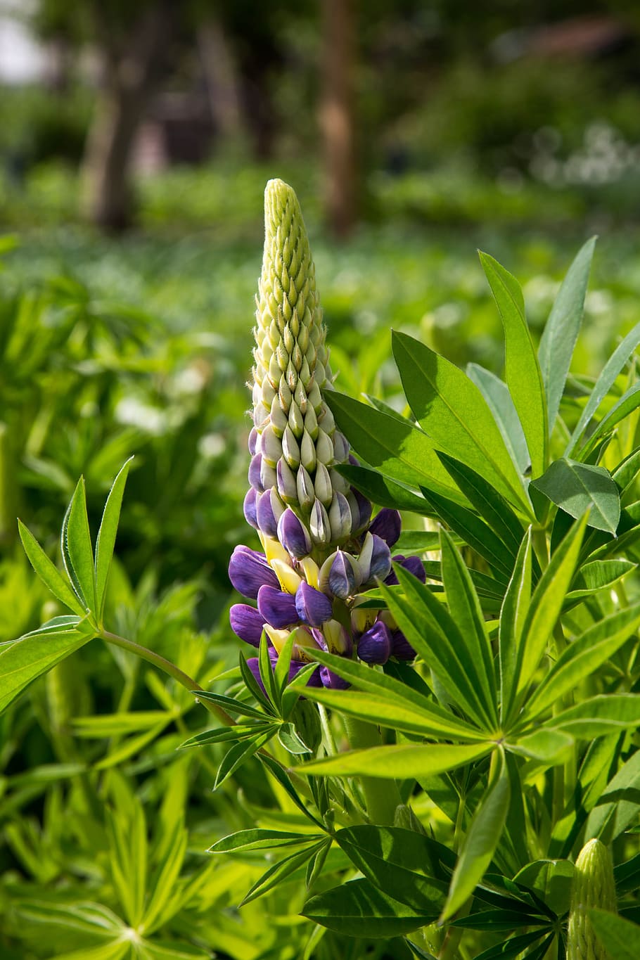 plant, flower, growth, green color, beauty in nature, flowering plant HD wallpaper