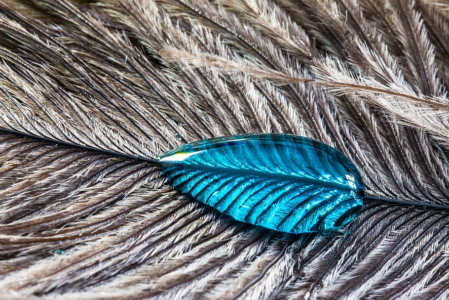 gray feather with blue water drop, strauss spring, drip, close HD wallpaper