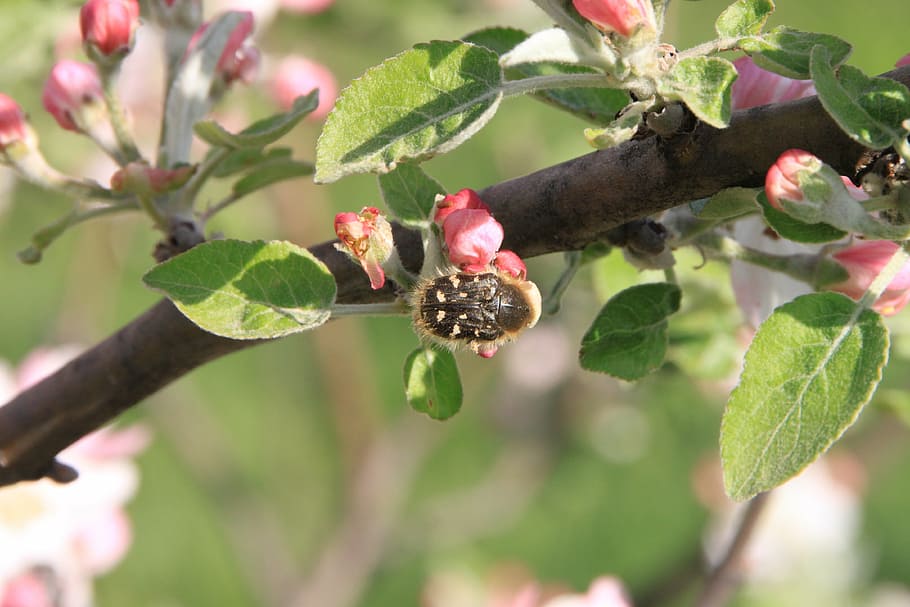 apple, beetles, flowers, pollinating, pollination, insects HD wallpaper