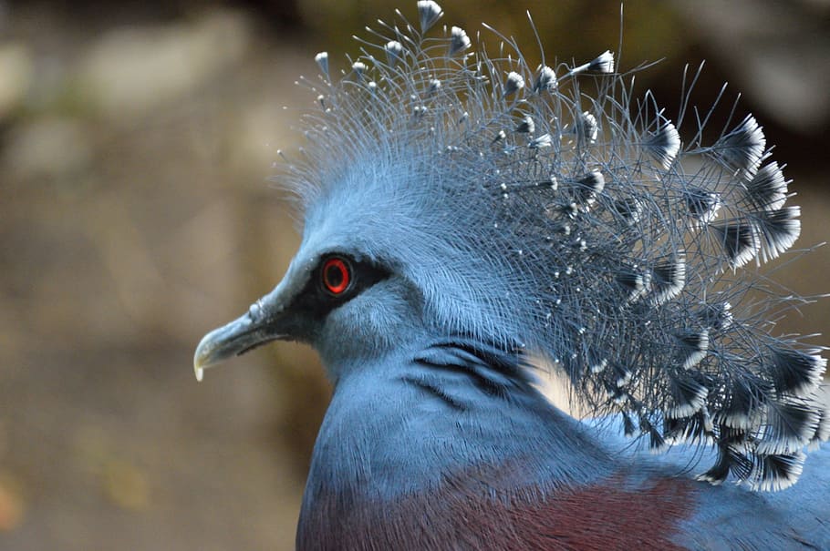 gray and brown bird, exotic, fly, wings, feather, wildlife HD wallpaper