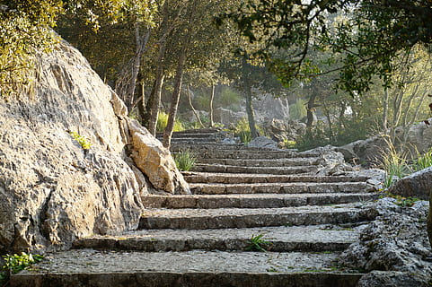 grey concrete stairs near tall trees during daytime, away, path HD wallpaper