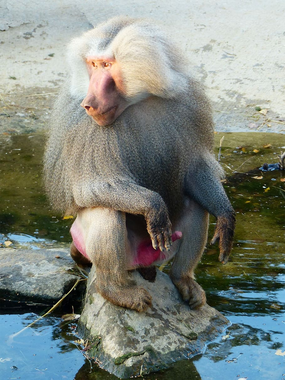 Baboon, Hamadryas, Monkey, Chef, old world monkey, primates HD wallpaper