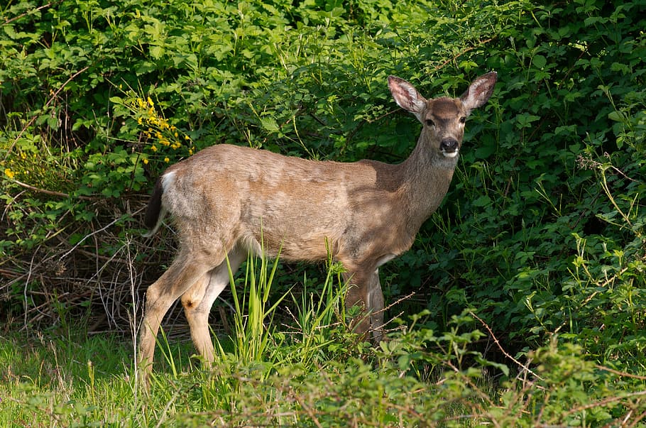 White tailed deer 1080P, 2K, 4K, 5K HD wallpapers free download ...