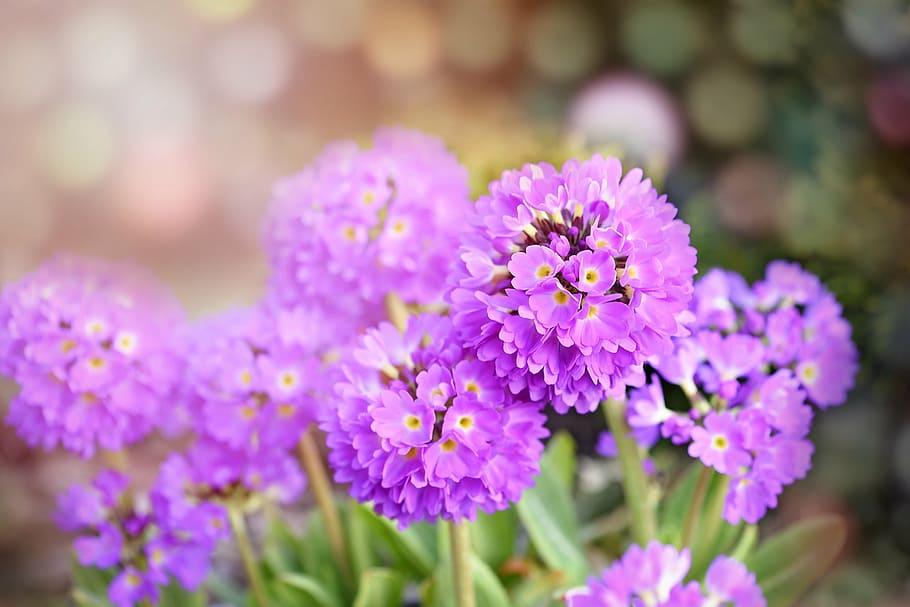 close up photography of pink cluster flowers, drumstick, primrose HD wallpaper
