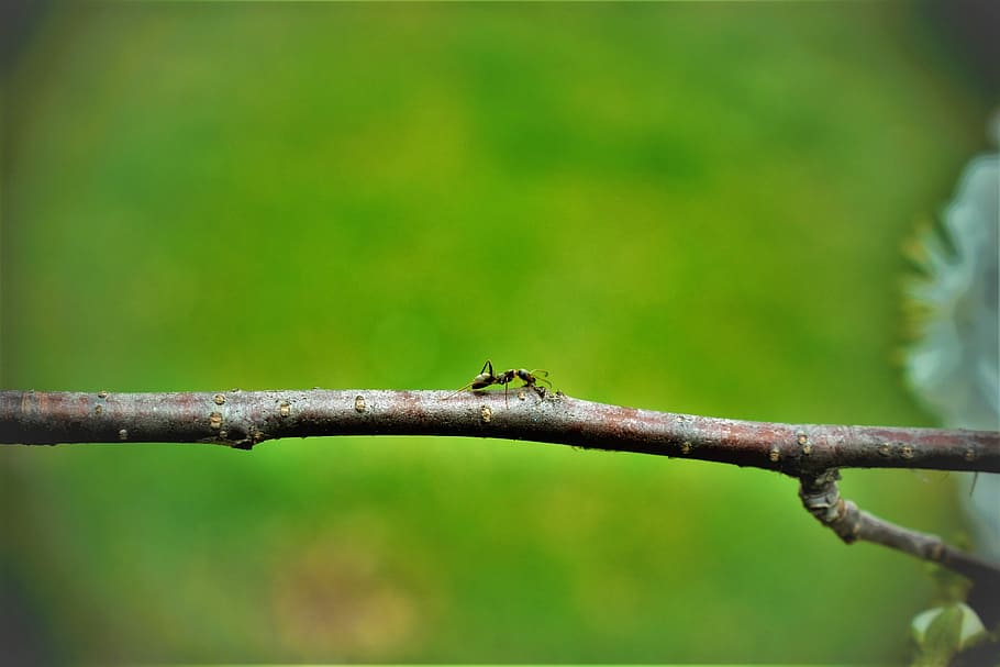 ant, stick, insect, nature, animal wildlife, animal themes HD wallpaper