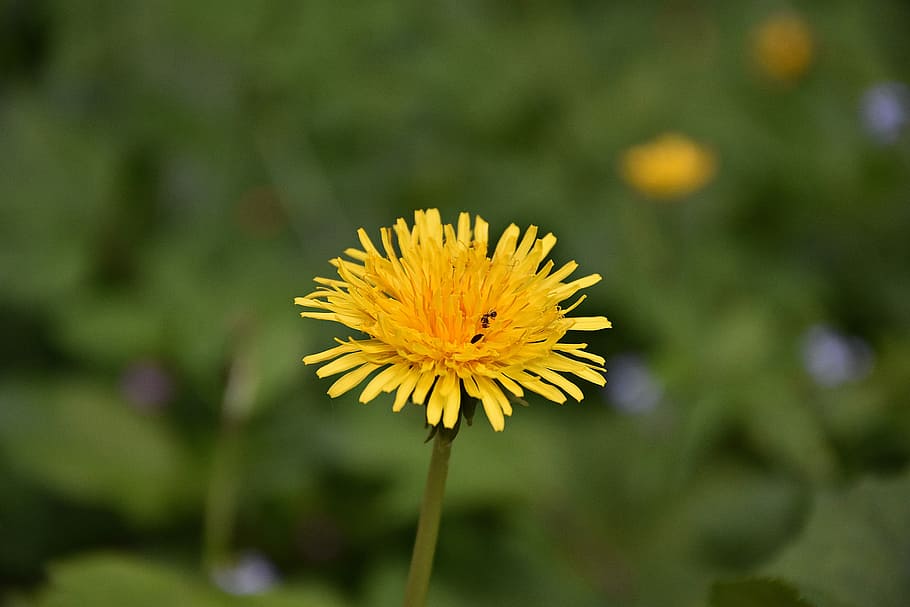 dandelion, macro, flower, flowering plant, freshness, yellow HD wallpaper