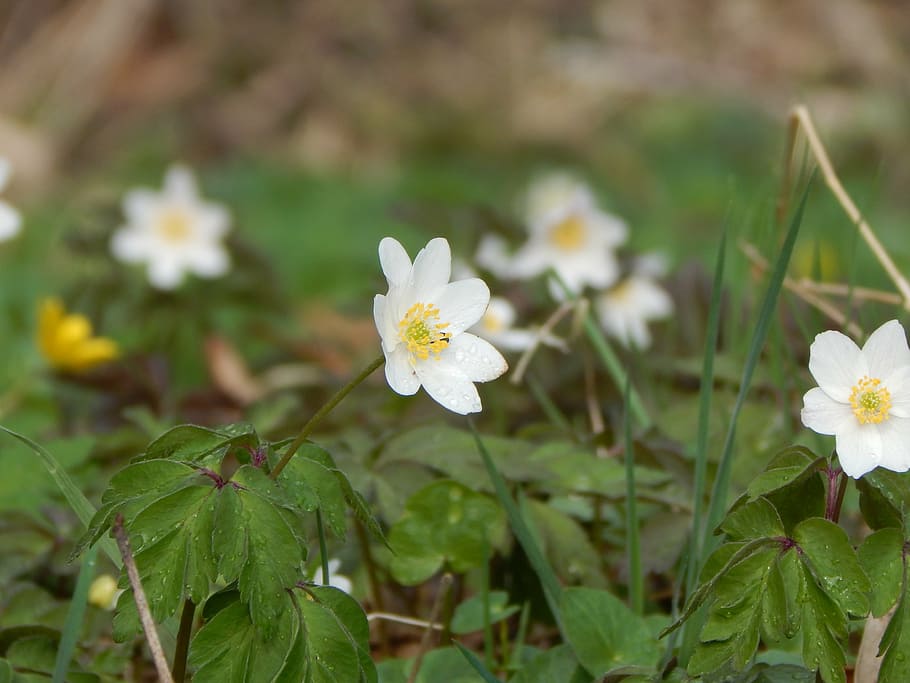 spring, blossom, bloom, white, flower, anemone, early bloomer HD wallpaper
