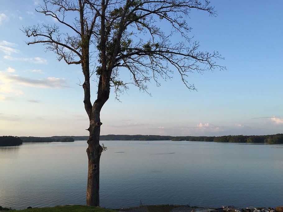 Bare, Tree, Lake, Nature, Forest, landscape, branch, plant HD wallpaper